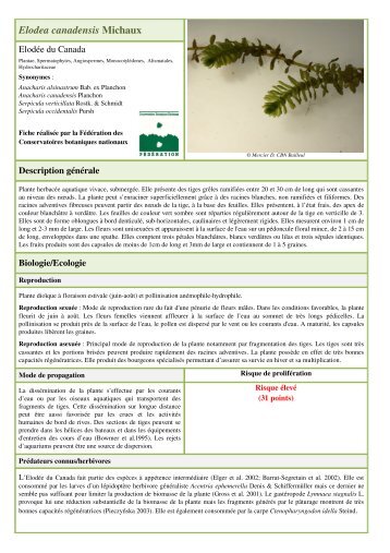 Elodea canadensis Michaux - Centre de ressources Loire nature