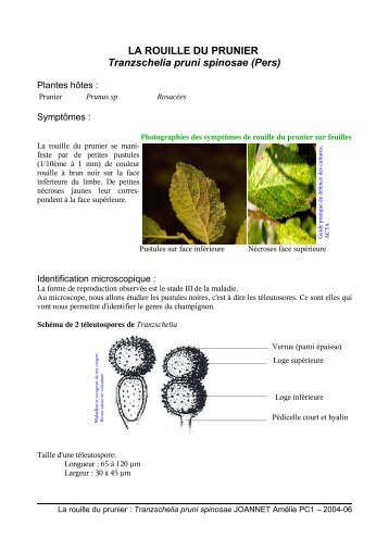 LA ROUILLE DU PRUNIER Tranzschelia pruni ... - Terres de l'Yonne