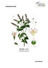 Menthe verte Mentha spicata