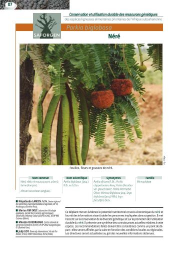 Parkia biglobosa Néré - Bioversity International