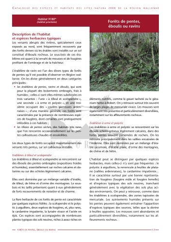 Forêts de pentes, éboulis ou ravins - La biodiversité en Wallonie