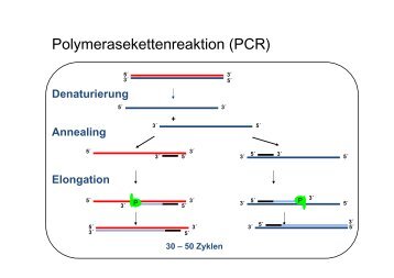 Polymerasekettenreaktion (PCR)