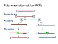Polymerasekettenreaktion (PCR)