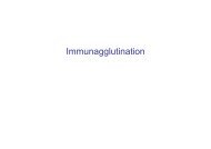 Immunagglutination