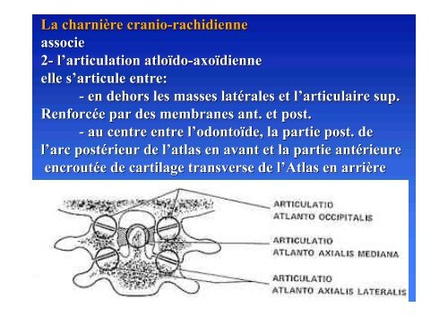 Biomécanique Rachis cervical - ClubOrtho.fr