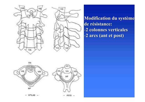 Biomécanique Rachis cervical - ClubOrtho.fr