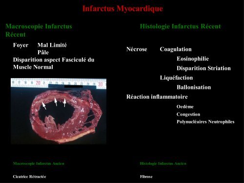 Présentation Powerpoint 2 - Free