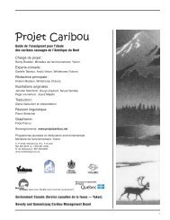 À propos du caribou - Taiga Net