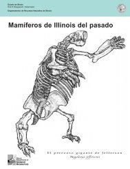 Mamíferos de Illinois - DNR