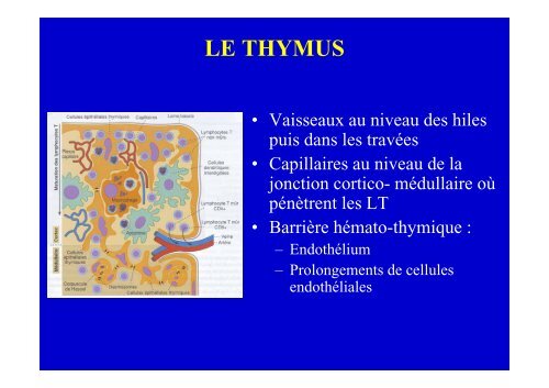 Lymphome Lymphoblastique T enfant et adulte