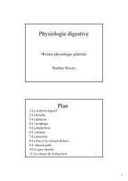 Physiologie digestive Plan - Pauline Neveu