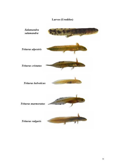 Méthodes d'inventaire et d'identification des Amphibiens