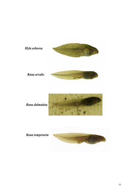 Méthodes d'inventaire et d'identification des Amphibiens