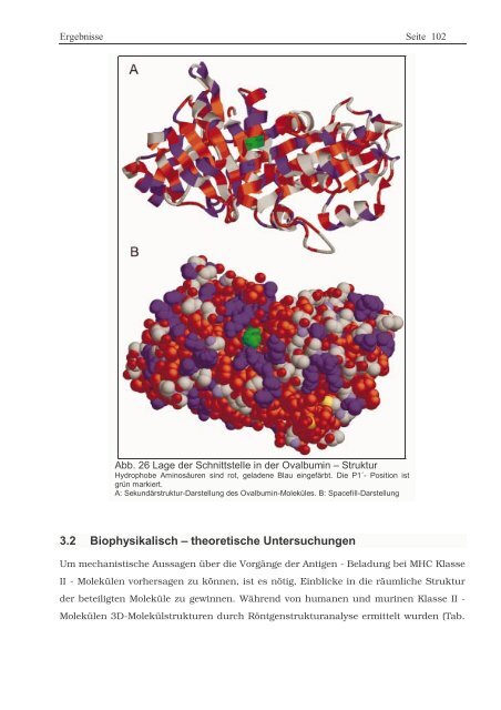 Protein ? Disassembly im Verlauf der endosomalen Prozessierung