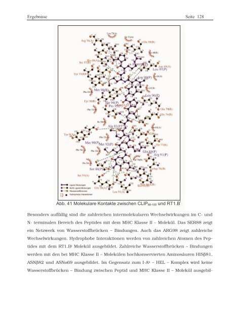 Protein ? Disassembly im Verlauf der endosomalen Prozessierung