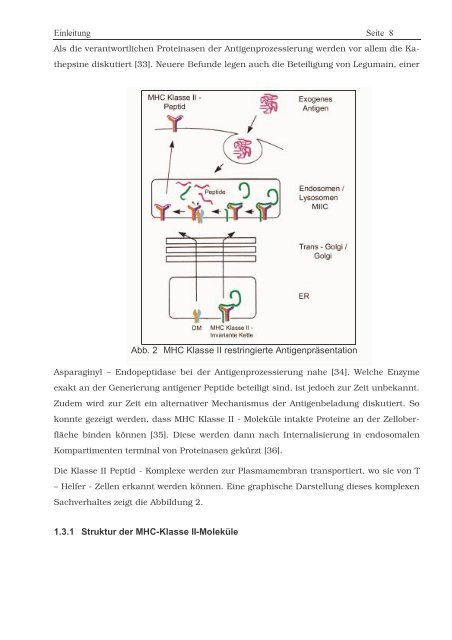 Protein ? Disassembly im Verlauf der endosomalen Prozessierung