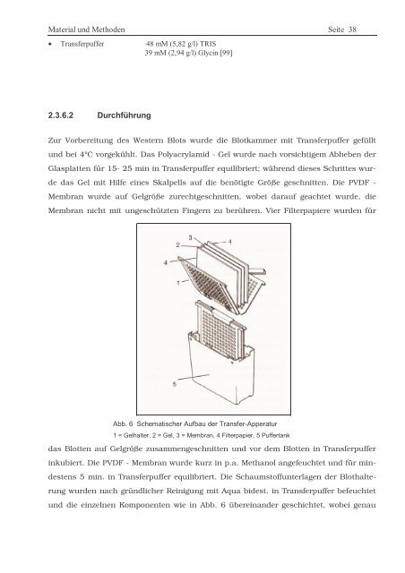 Protein ? Disassembly im Verlauf der endosomalen Prozessierung