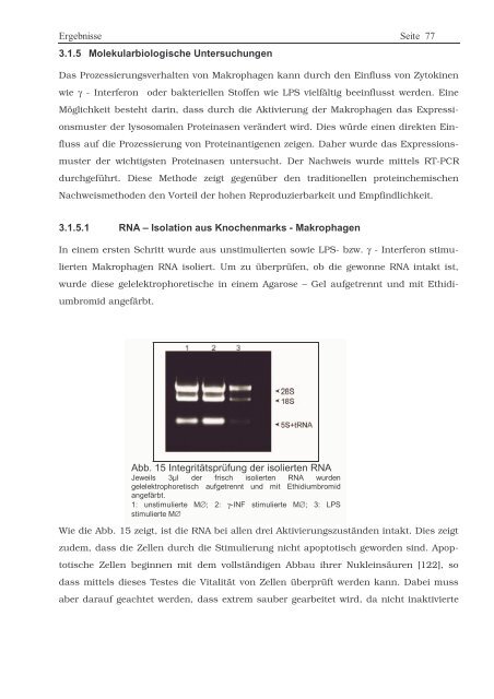 Protein ? Disassembly im Verlauf der endosomalen Prozessierung