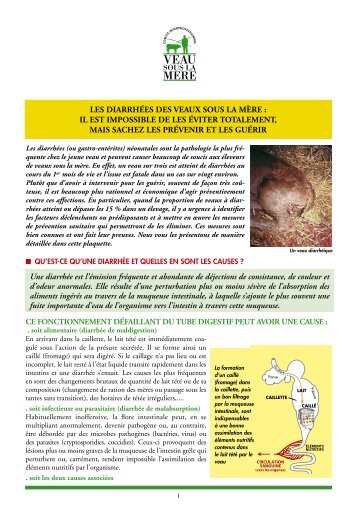 sur les diarrhées - Veau sous la Mère