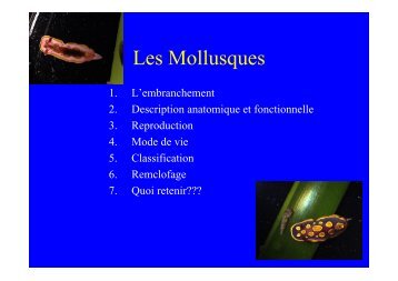 Les Mollusques - AquaGazel