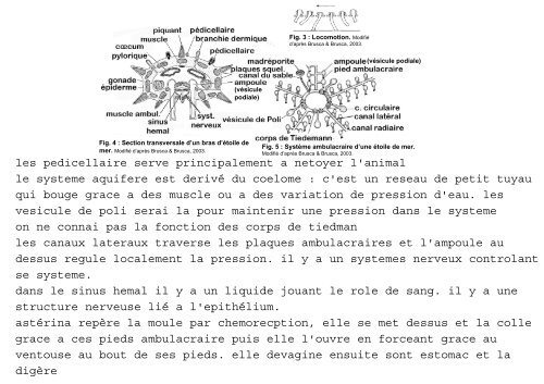 3_echinodermes_grpD2_12