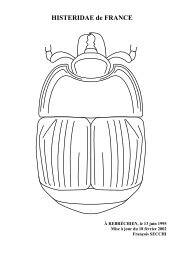 HISTERIDAE de FRANCE