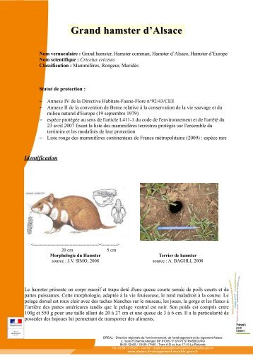 Voir la fiche de synthèse sur le hamster commun - DREAL Alsace