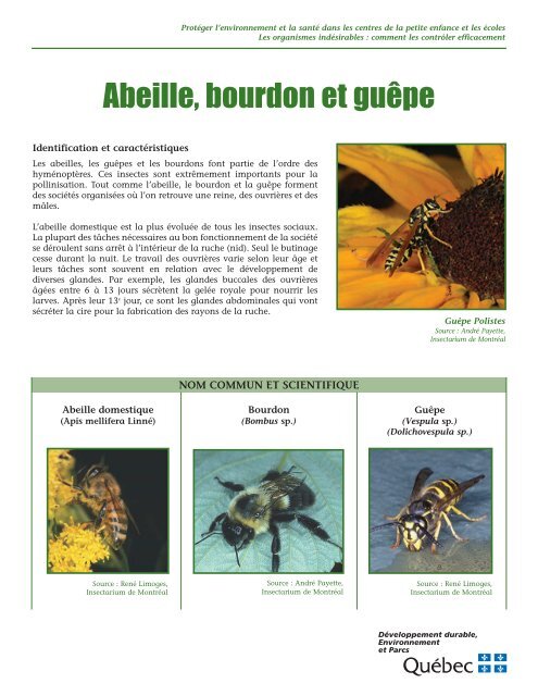 Abeille, bourdon et guêpe - Développement durable, environnement ...