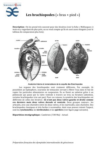 Les brachiopodes (« bras + pied ») - Sciences à l'Ecole