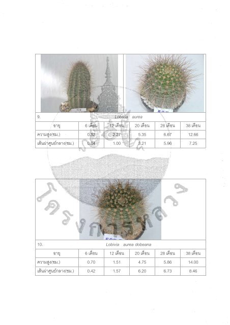 Ariocarpus