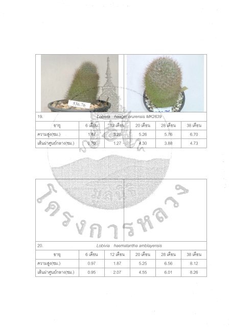 Ariocarpus