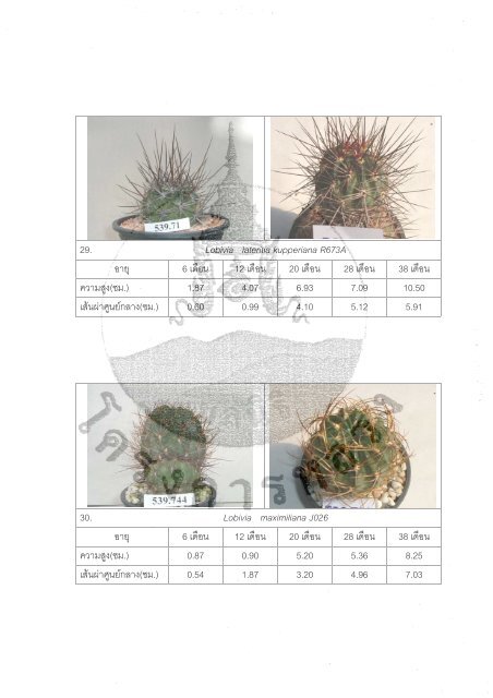 Ariocarpus