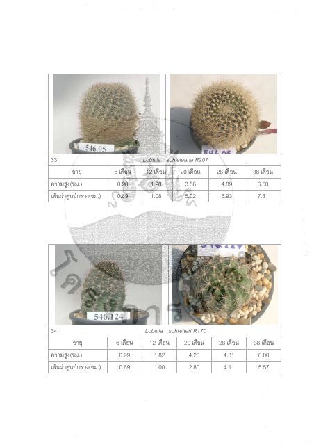 Ariocarpus