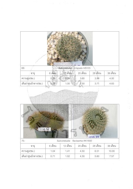 Ariocarpus