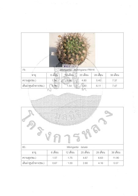 Ariocarpus