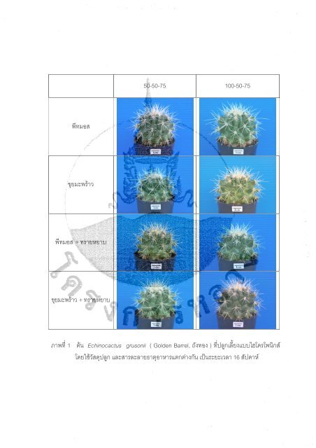 Ariocarpus