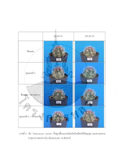 Ariocarpus