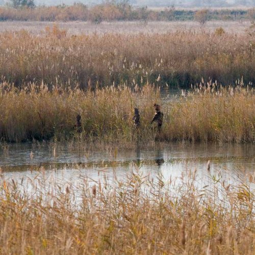 Les Pheuillus en Camargue - Citron Jaune