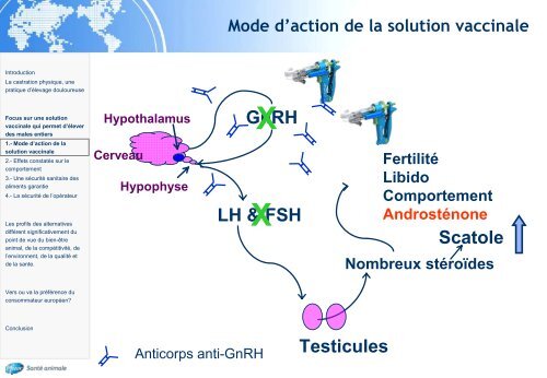 L'immunocastration chez le porcelet - Académie Vétérinaire de France