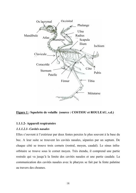 Effet du chaponnage sur les performances de croissance et ... - BEEP