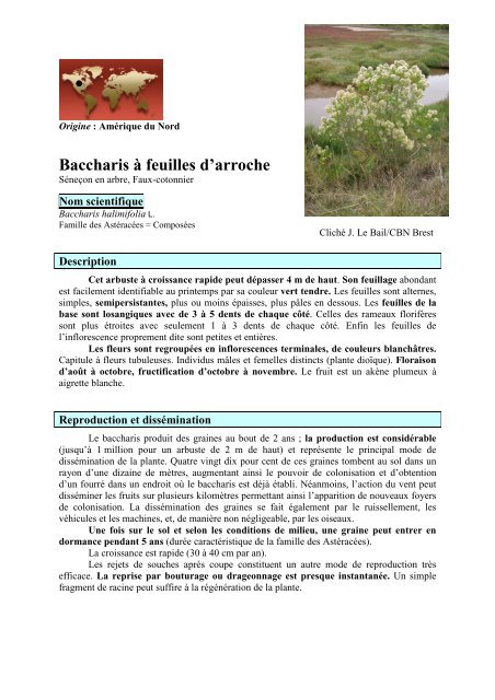 Baccharis à feuilles d'arroche - Conservatoire botanique national de ...
