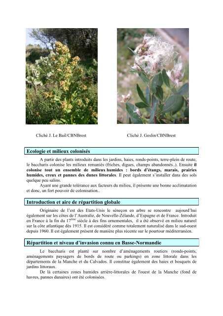 Baccharis à feuilles d'arroche - Conservatoire botanique national de ...