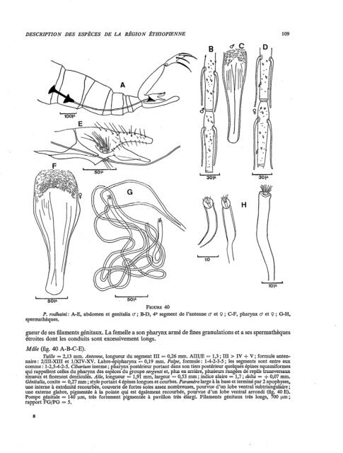 Les phlébotomes de la région éthiopienne (Diptera, Psychodidae)