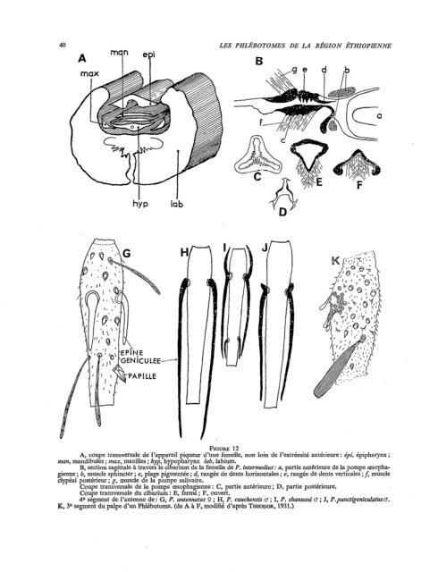 Les phlébotomes de la région éthiopienne (Diptera, Psychodidae)