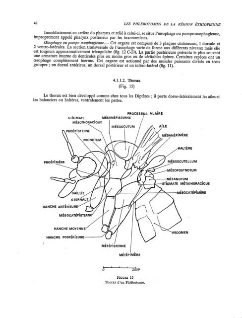 Les phlébotomes de la région éthiopienne (Diptera, Psychodidae)