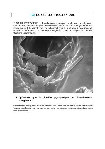 [G] LE BACILLE PYOCYANIQUE
