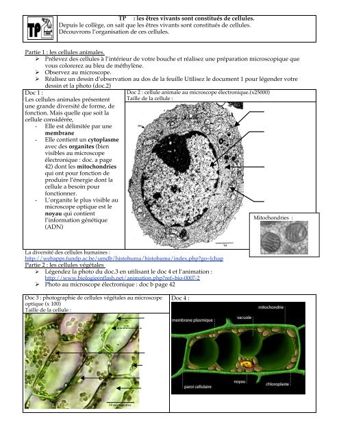 L'ORGANISATION DE LA CELLULE AU MICROSCOPE ÉLECTRONIQUE OU