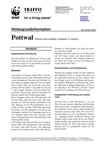 Pottwal