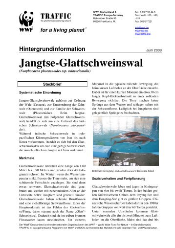 Jangtse-Glattschweinswal