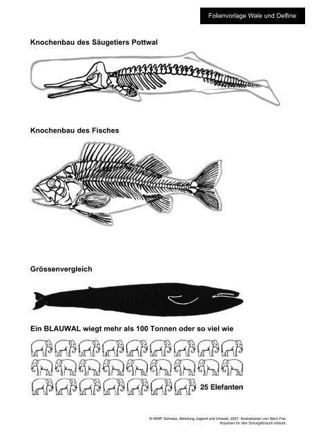 Wale und Delfine - WWF Schweiz